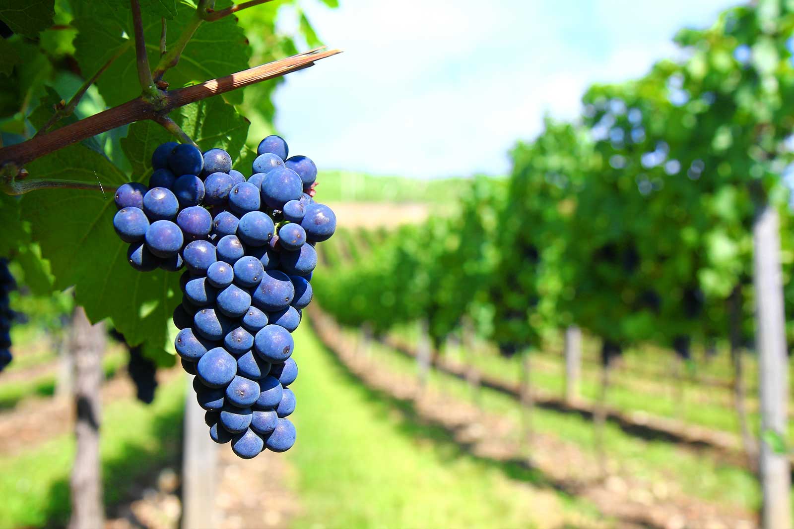 cabeceraNoticias INTERIORES